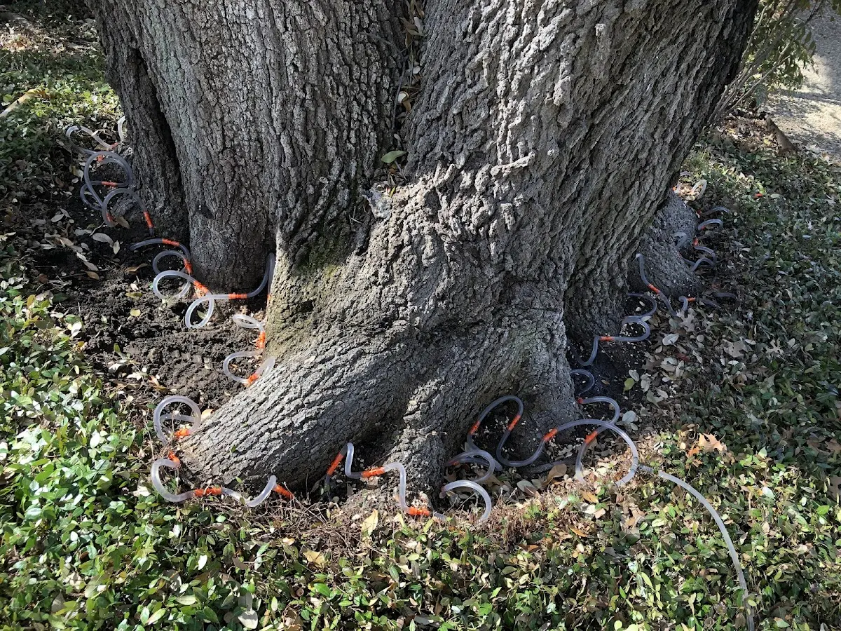 Detailed Tree Cabling and Bracing job site in Bodega Bay