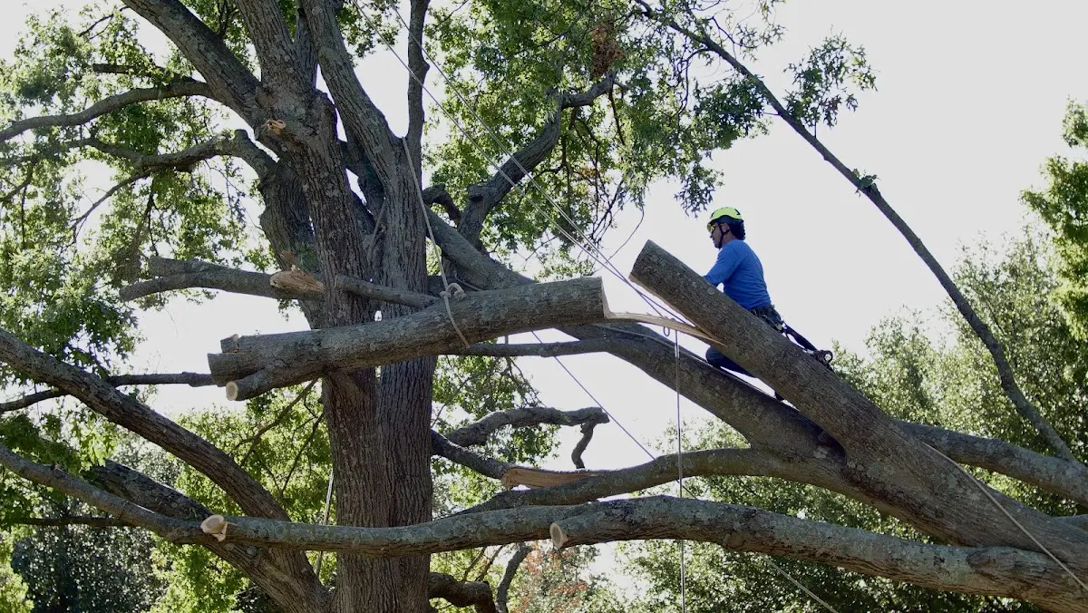 Professional Crown Thinning performed by certified arborists in Bodega Bay
